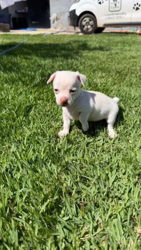 Chihuauha micro machos 