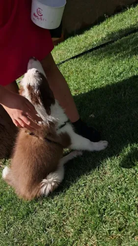 Filhote de Border Collie