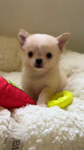 Chihuahua pelo longo creme macho