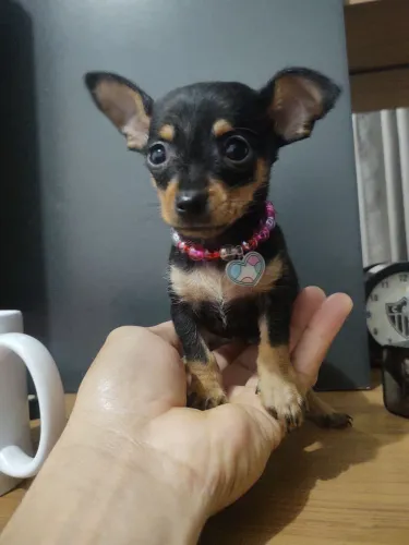 Pinscher