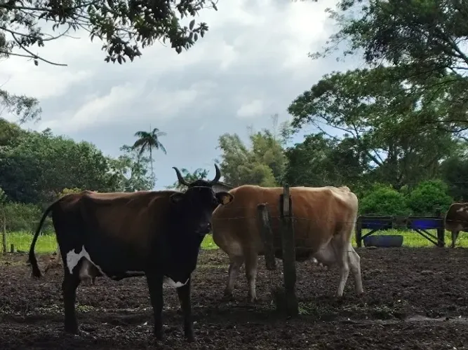 Vacas