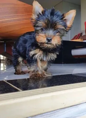 Yorkshire Terrier - Estrutura Forte E Temperamento Admirável 