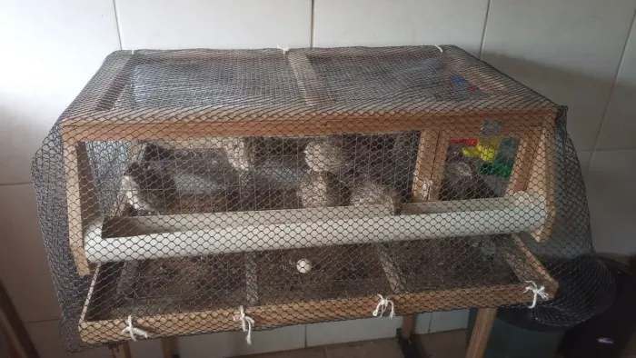 Vendo 9 codornas por 100 e uma gaiola personalizada das mesmas por 100 