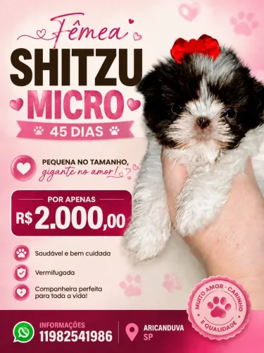 Shitzu fêmea 