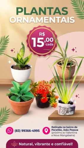 Mudinhas de Plantinhas Ornamentais