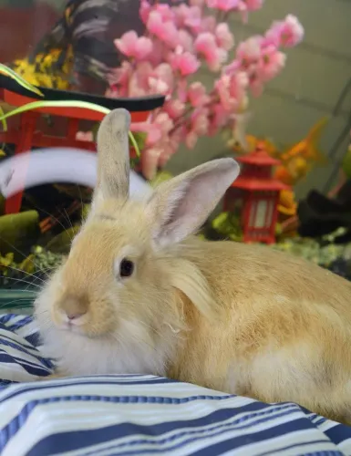 Coelho Mini Lion (fêmea) com veterinário responsável 