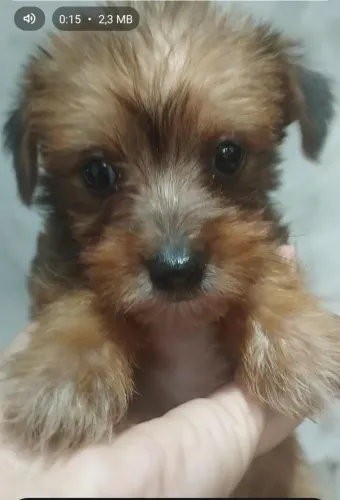 Doação de Yorkshire com pinscher