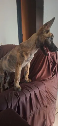 Doação de cachorro São Sebastião DF