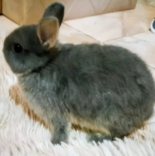 Coelho anão netherland duarf