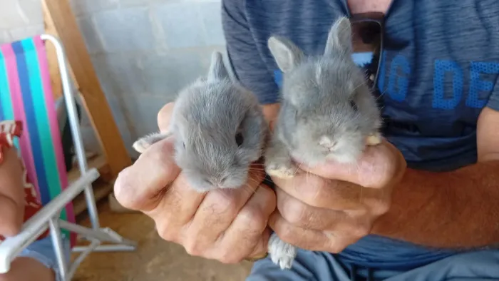 Filhotes de coelhos recém-nascidos