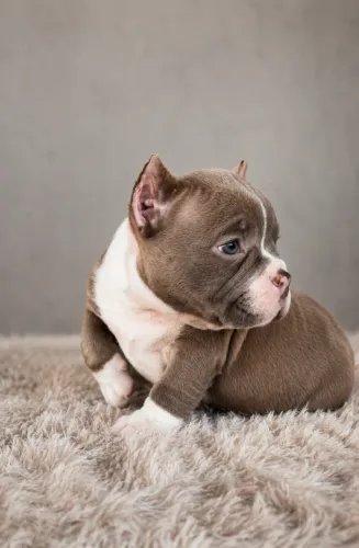 American Bully macho Lilac 