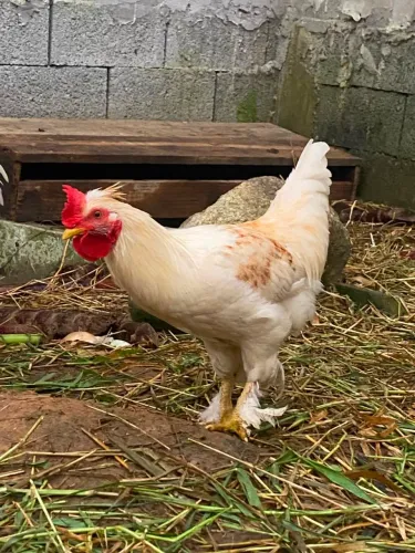 Faço Brik em galinhas coelhos e porquinhos da india