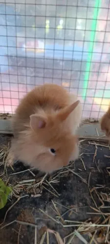 Coelhos Lion
