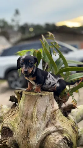 Dachshund