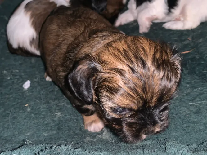 Filhote de Shih Tzu