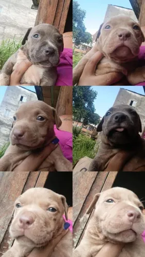 Filhote de Pitbull 