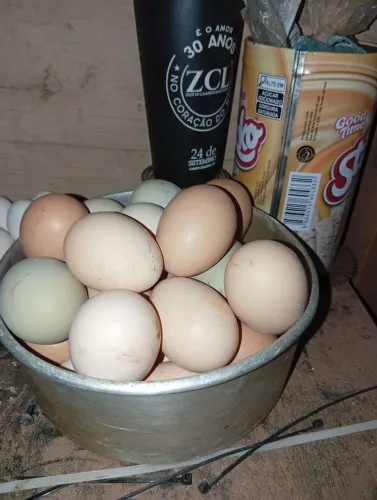 Ovos de Gsb galado 