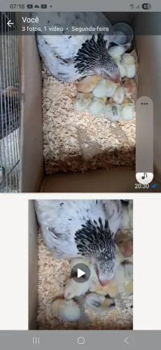 Vendo uma galinha com 12 pintinhos e um galo e 3 galinhas botando no valor 450