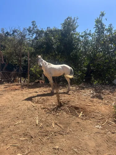Vendo cavalo manga larga registrado macha batida