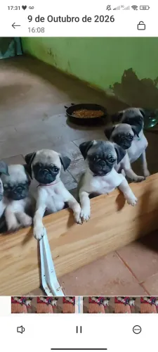 Filhote de pug 
