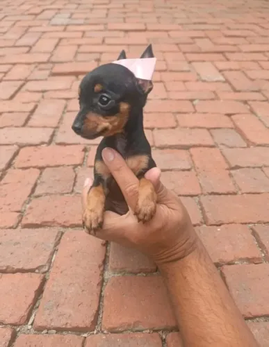 Pinscher macho e fêmea