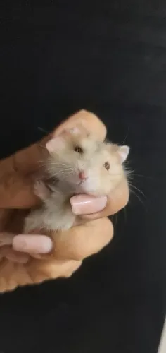 HAMSTER ANÃO RUSSO FILHOTES 