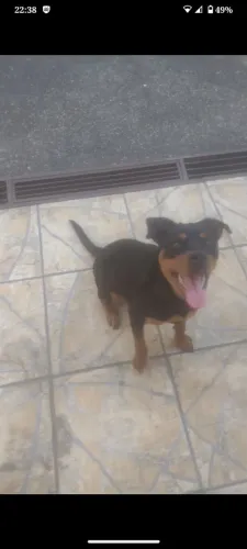 Rottweiler fêmea 6 meses so me chama se tiver realmente interesse vacinada e vermifugada