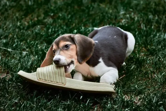 Filhote de Beagle O Companheiro Que Ama Aventuras em Família