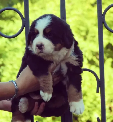 Bernese Mountain Dog,Bernese Mountain Dog Filhote Muito Amoroso e Dócil