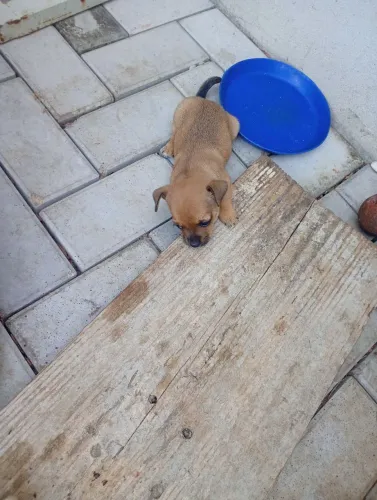 Pinscher fêmea 