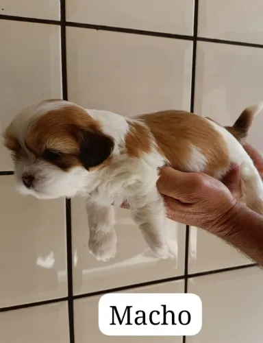 Filhotes de Lhasa Apso