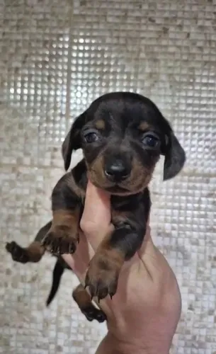 Dachshund
