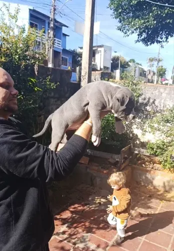 AMERICAN STAFFORDSHIRE BLUE ALTO PADRÃO 