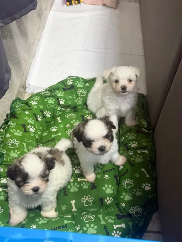 Lhasa Apso 