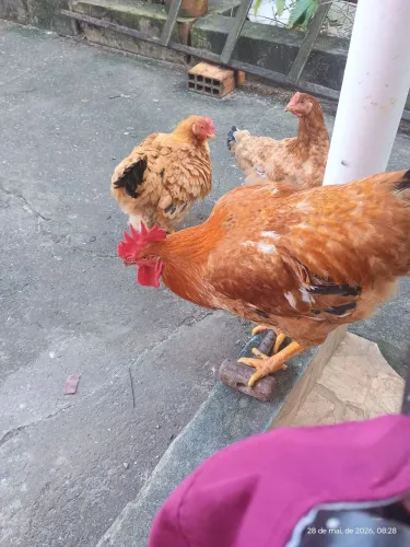 Galinhas 