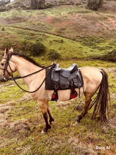 Cavalo Manso e Treinado 