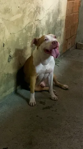 Doação de merley com América bully 