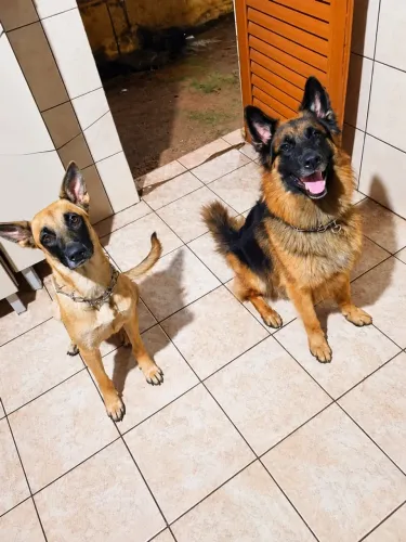Filhotes Pastor alemão com Malinois