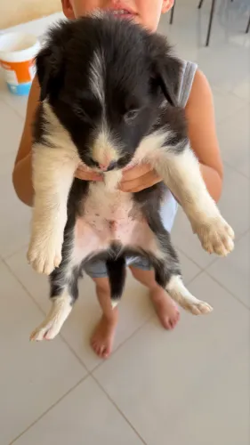 Filhotes de BORDER COLLIE 100%puro MACHO