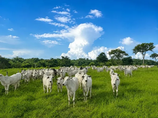 Fazenda dupla aptidão, pronta com 75 alqueires. Oportunidade rara em Goiás!