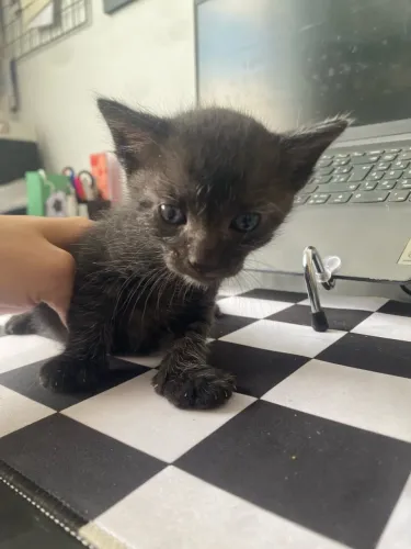 Gato macho filhote para adoção responsável
