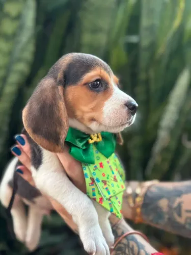 Beagle