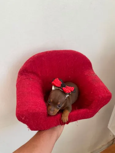 Pinscher miniatura 00 