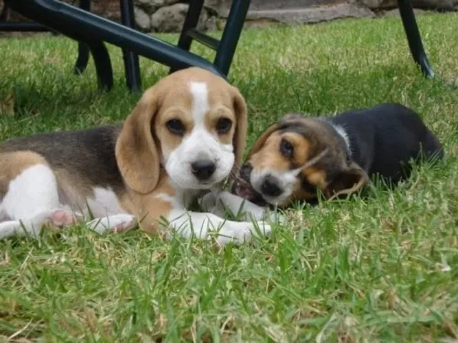 Beagle lindo e carinhoso