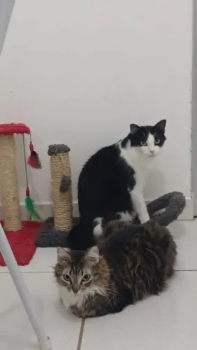 Doação gatos
