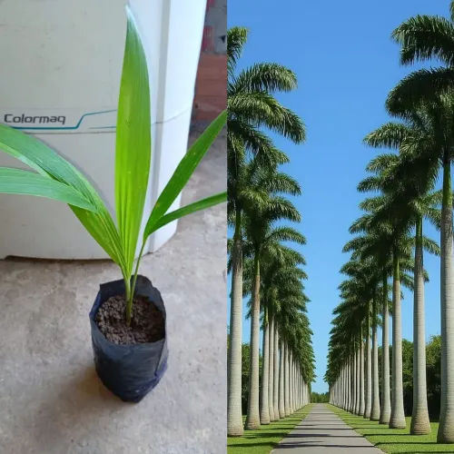 Mudas de palmeira imperial