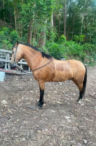 Cavalo baio marcha de centro disponível para venda