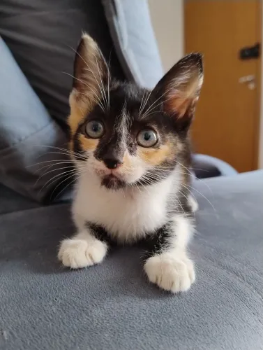 Gatinha para adoção 