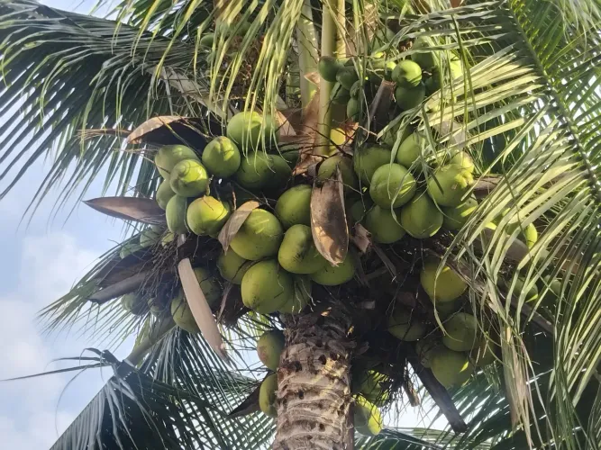 Coco Verde unidade.