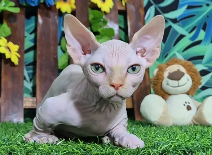 SPHYNX BAMBINO FILHOTE MACHO CREME - GATIL SPHYNX - FILHOTES BAMBINOS - GATO BAMBINOS